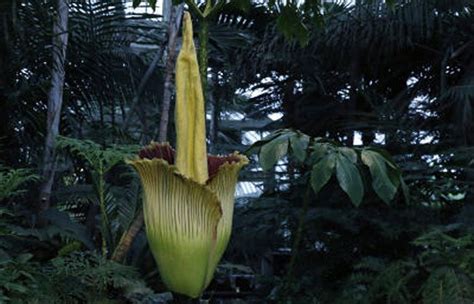 Rare, foul-smelling 'corpse flower' blooms in New York City | The ...