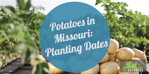 When to Plant Potatoes in Missouri: A Full Guide - GFL Outdoors