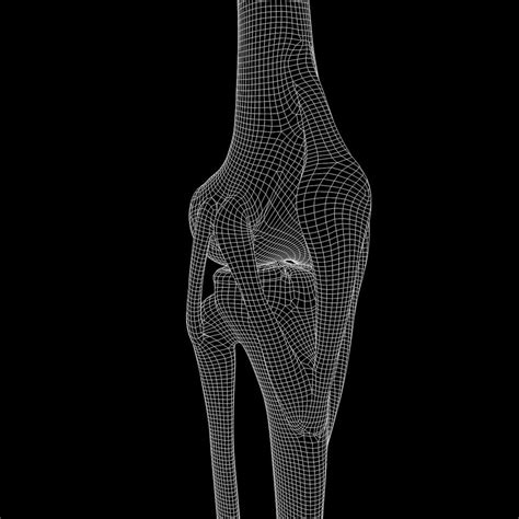 Knee Joint Anatomy - 3D Model by zames1992d