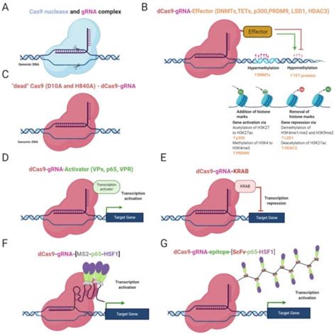 CRISPR/Cas9 Epigenome Editing Potential for Rare Imprinting Diseases: A ...