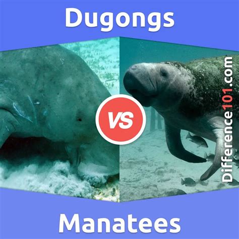 Dugongs vs. Manatees: What’s The Difference Between Dugongs And ...