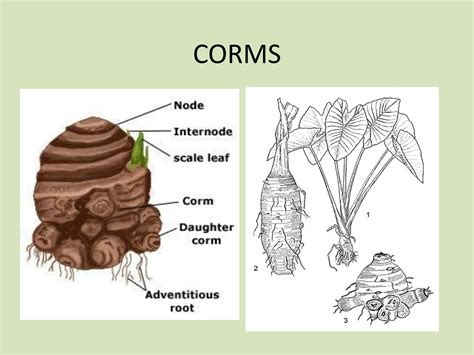 PPT - Plant Morphology: Root and Stem Structures PowerPoint ...