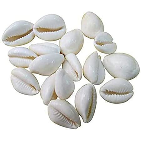 Buy ILT Retail - (Pack of 11pcs) Natural Yellow Cowrie/Cowry/Kouri ...