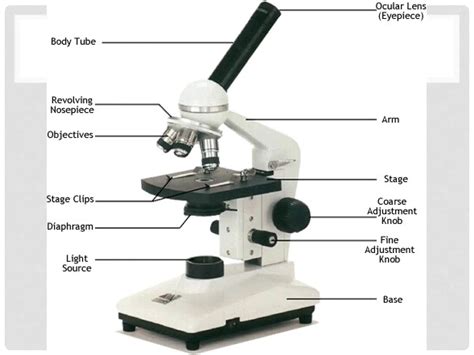 Light Microscope Examples 的图像结果