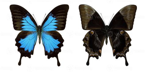 Ulysses Swallowtail Butterfly Swallowtail Butterfly (Papilio Ulysses