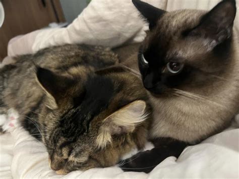 Pysshltest 的图像结果