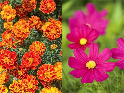 October Flowers: The Marigold & The Cosmos