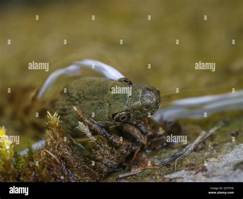 Close up head of the dice snake (latin name: Natrix tessellata) in Tara ...