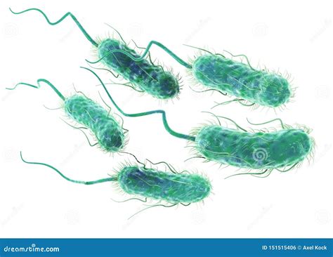 Escherichia Coli Bacteria E. Coli. Scientifically Accurate 3D ...
