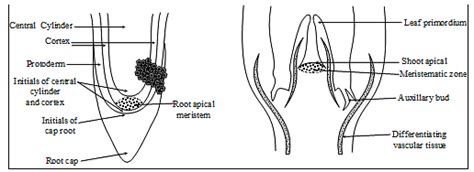 Anatomy Of Flowering plants, Chapter Notes, Class 11, Biology PDF Download