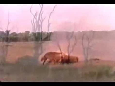 Male Lion Hyena Killer 的图像结果