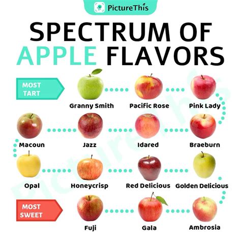 Best 12 When are Honeycrisp Apples in Season? – Artofit