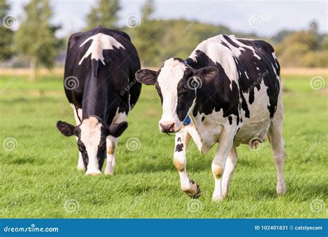 A Pair of Dutch Cows Grazing in the Field Stock Image - Image of beef ...