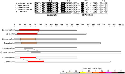 The Unfolded Protein Response Pathway in the Yeast Kluyveromyces lactis ...