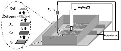 Image result for How to Program Cell Chip