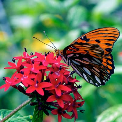 Roller McNutt Funeral Home | Conway AR