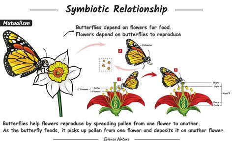 illustration of a symbiotic relationship of mutualism what happens to the flower and the ...