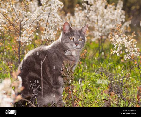 What Is A Blue Tabby Cat at Andre Thompson blog