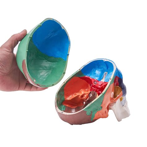 VEVOR Human Skull Model, 3 Parts Human Skull Anatomy, Life-Size Painted Anatomy Skull Model, PVC ...