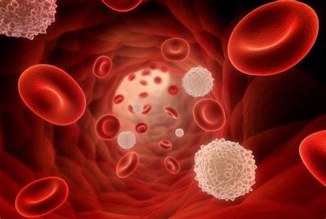 Bildergebnis für blutkrankheit