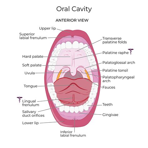 Gross Anatomy Glossary: Oral Cavity | ditki medical & biological sciences