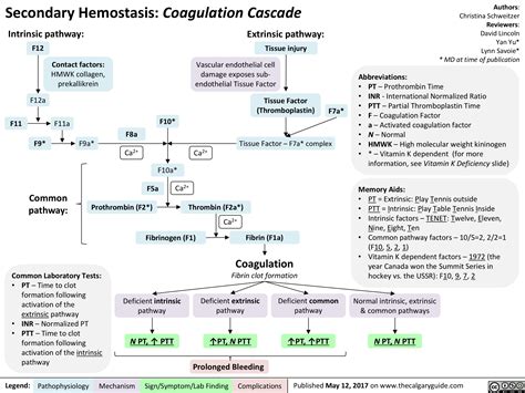 Coagulation Pathway