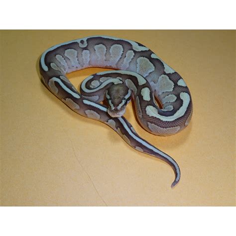 Image result for Atomic Ball Python