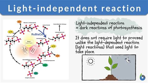 Light-independent reaction - Definition and Examples - Biology Online ...