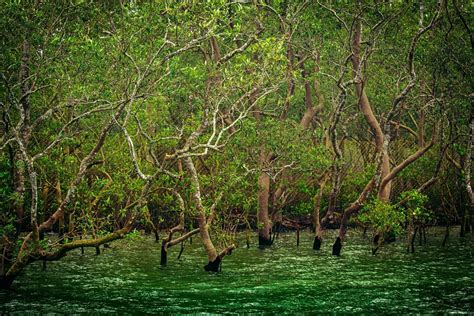 Sundarbans 4
