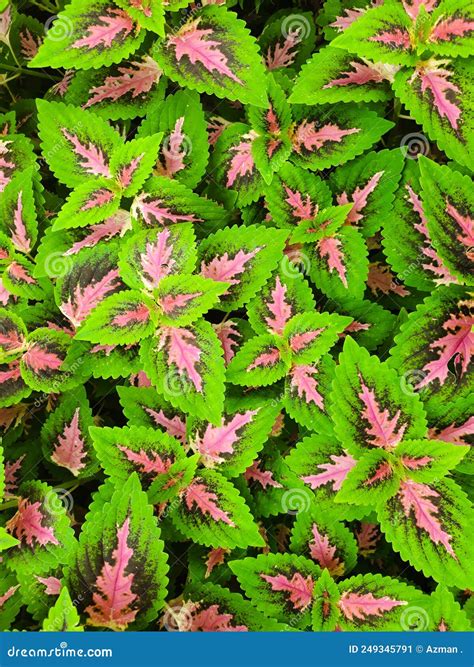 Coleus is a Genus of Annual or Perennial Herbs or Shrubs Stock Image ...