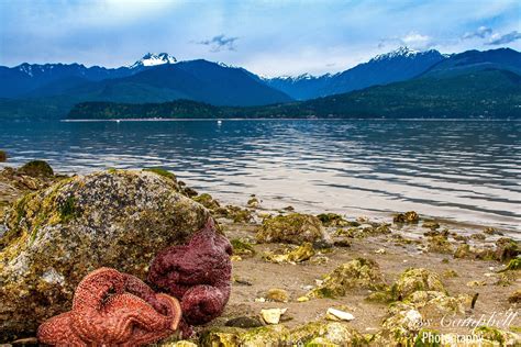 Starfish, Olympic Mountains, Scenic Beach State Park, Seabeck ...