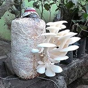 ARKO Oyster Mushroom Seeds : Amazon.in: Garden & Outdoors