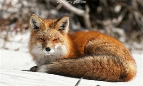 梦到狐狸是什么意思周公解梦（梦到狐狸是什么意思）