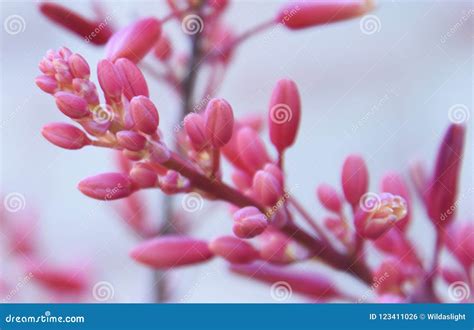 Beautiful Pink Yucca Flowers about To Bloom Stock Photo - Image of bees, yucca: 123411026