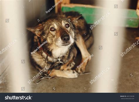 1,407 Dog Adopt Me Images, Stock Photos & Vectors | Shutterstock