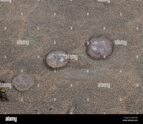 Moon Jellyfish On Beach