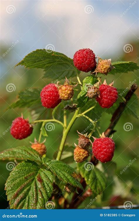 Raspberries | Picking Berries Stock Image - Image of fruit, berry: 5182385
