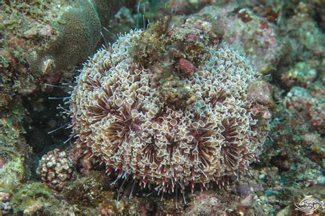 The Flower Urchin: Avoiding The Ocean’s Most Toxic Urchin