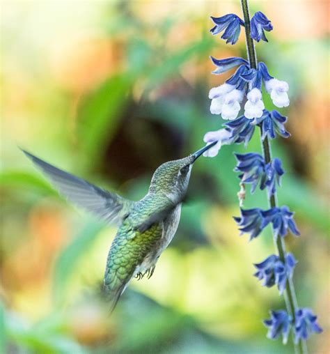 Hummingbird Flowers
