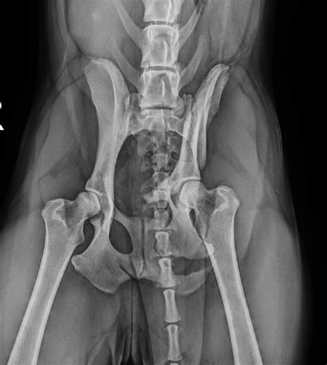 Fracture Repair — Warm Springs Pet Hospital