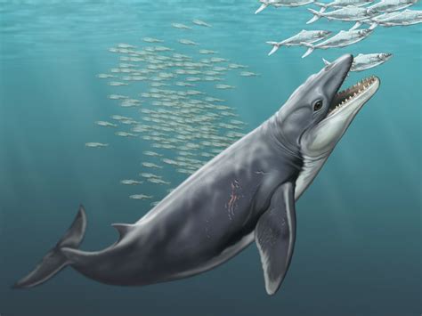 Archaic Whales were Ferocious Predators, New Research Shows | Paleontology | Sci-News.com