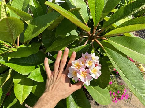 News 12 | Connecticut | Garden Guide How To Grow Plumeria Up North
