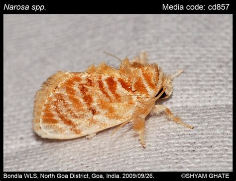 Narosa spp. Walker, 1855 - | Moths