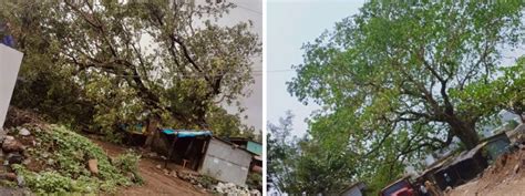 Newsband - 400-year-old Peepal tree falls in Uran