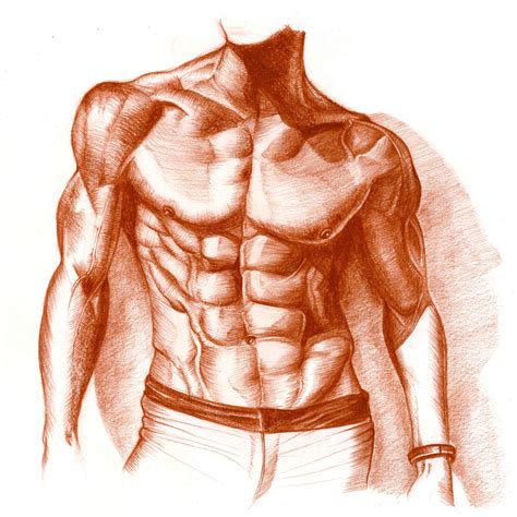 Human Chest Drawing at GetDrawings | Free download