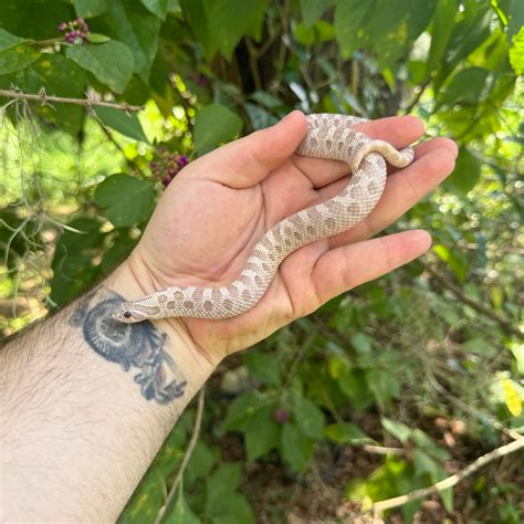 Yearling Lavender Hognose Snake For Sale – O.T.W Exotics