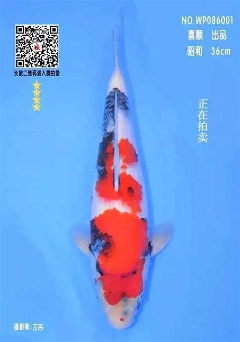 渔俗丨锦鲤文化