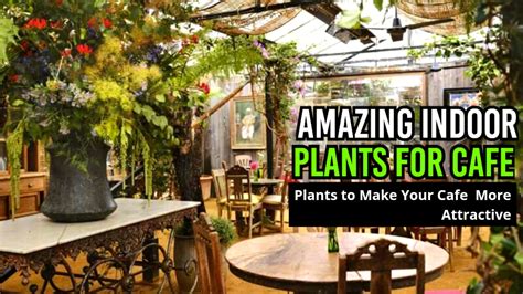 Top 10 Indoor Plants for Cafes to Enhance Decor & Comfort – Abana Homes