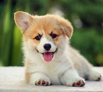 Image result for Cutest Dog Breeds in the World