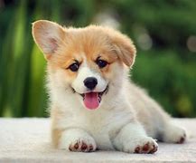 Image result for Boo Cutest Dog Breed